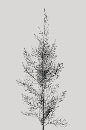 Pine Tree Top