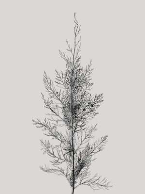 Pine Tree Top
