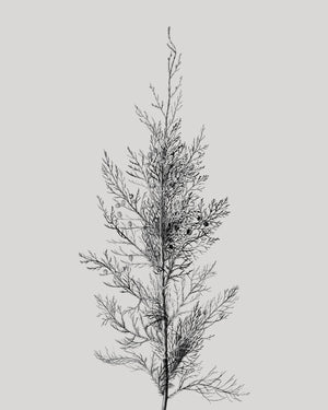 Pine Tree Top