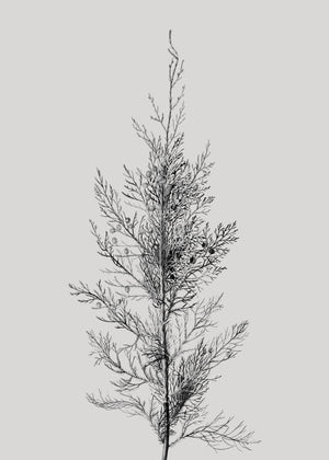 Pine Tree Top