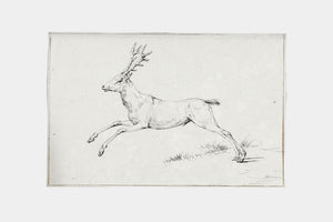 Reindeer Sketch