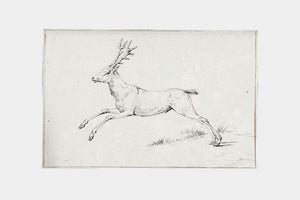 Reindeer Sketch