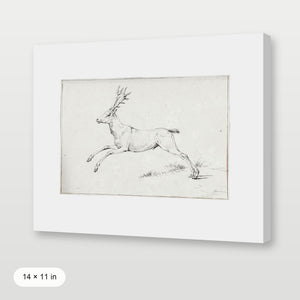 Reindeer Sketch