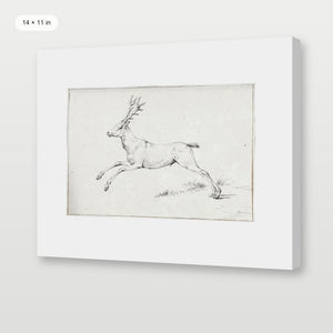 Reindeer Sketch