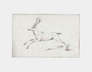 Reindeer Sketch
