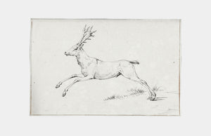 Reindeer Sketch