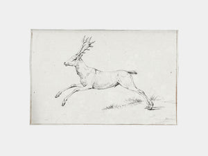 Reindeer Sketch