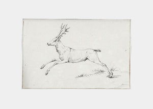 Reindeer Sketch