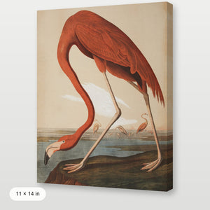 Audubon - Flamingo