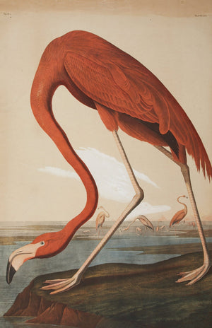 Audubon - Flamingo