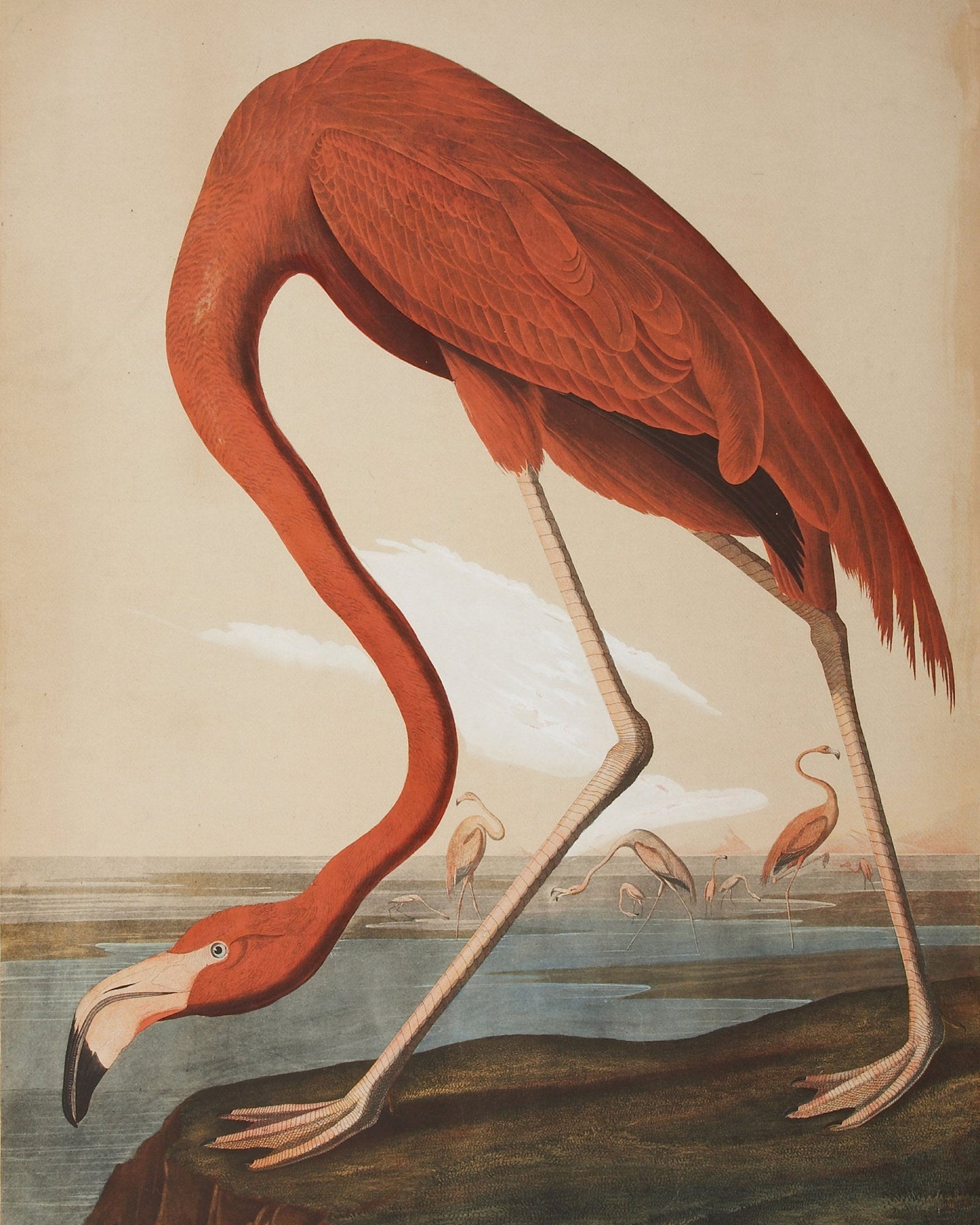 Audubon - Flamingo