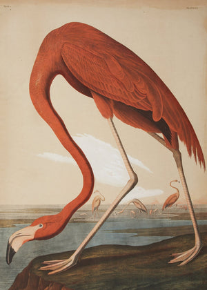 Audubon - Flamingo
