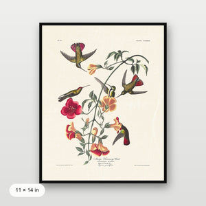 Audubon - Mango Hummingbird