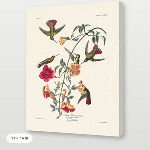 Audubon - Mango Hummingbird