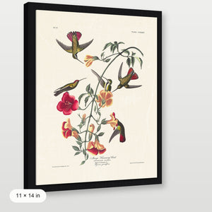Audubon - Mango Hummingbird