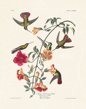 Audubon - Mango Hummingbird