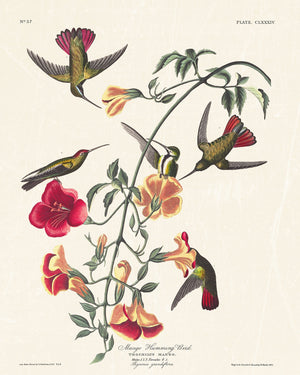 Audubon - Mango Hummingbird