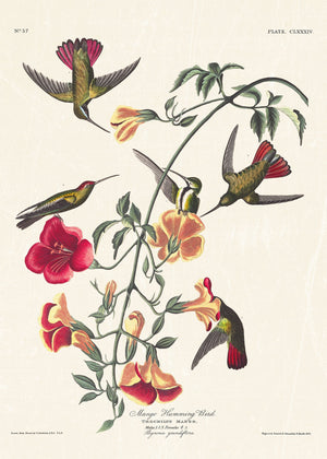 Audubon - Mango Hummingbird