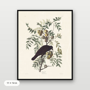Audubon - American Crow
