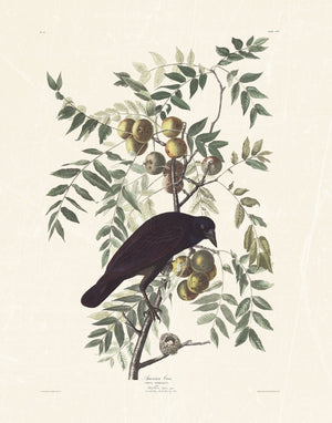 Audubon - American Crow