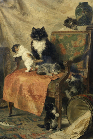 Kittens Playing