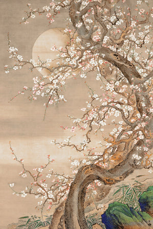 Japanese Blossom Sun Meditation