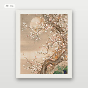 Japanese Blossom Sun Meditation