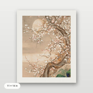 Japanese Blossom Sun Meditation
