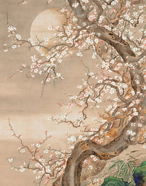 Japanese Blossom Sun Meditation