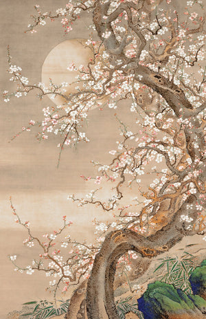 Japanese Blossom Sun Meditation