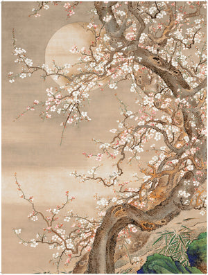 Japanese Blossom Sun Meditation