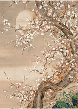 Japanese Blossom Sun Meditation