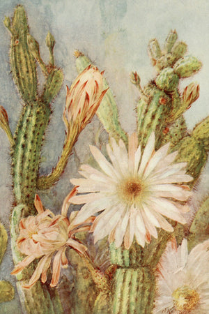 Cactus