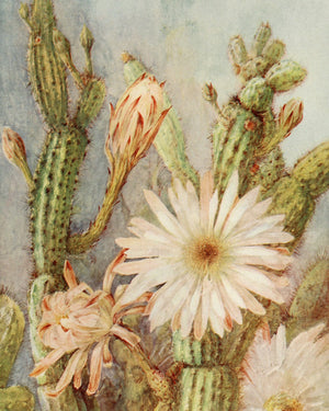 Cactus