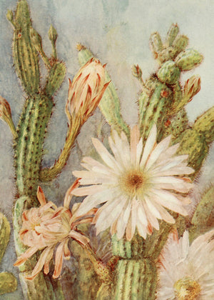 Cactus