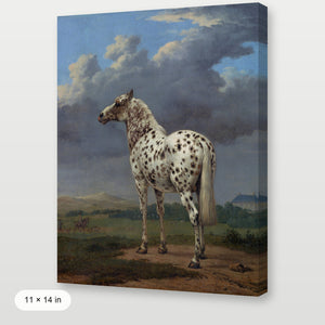 Piebald Horse
