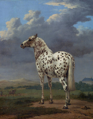 Piebald Horse