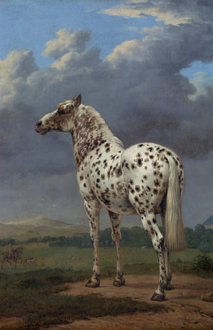 Piebald Horse
