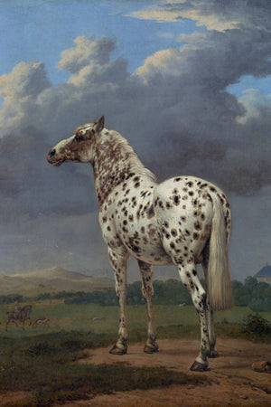 Piebald Horse