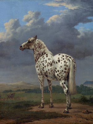 Piebald Horse
