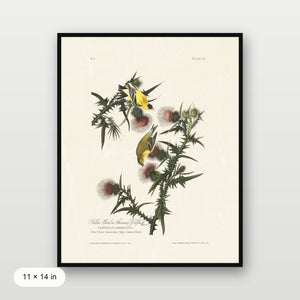 Audubon - American Goldfinch