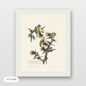 Audubon - American Goldfinch