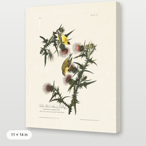 Audubon - American Goldfinch