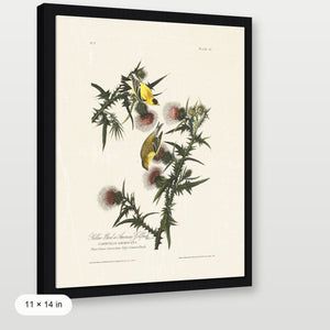 Audubon - American Goldfinch