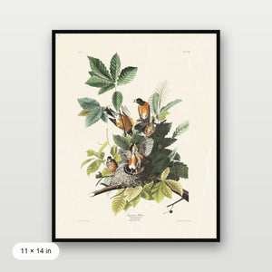 Audubon - American Robin