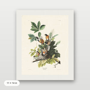 Audubon - American Robin