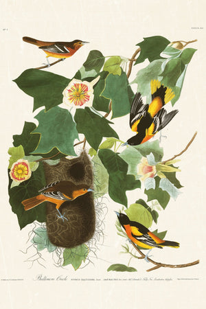 Audubon - Baltimore Oriole