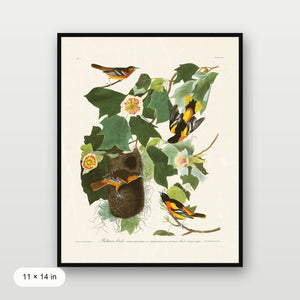 Audubon - Baltimore Oriole