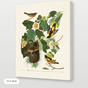 Audubon - Baltimore Oriole