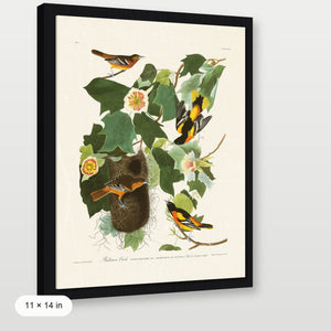 Audubon - Baltimore Oriole